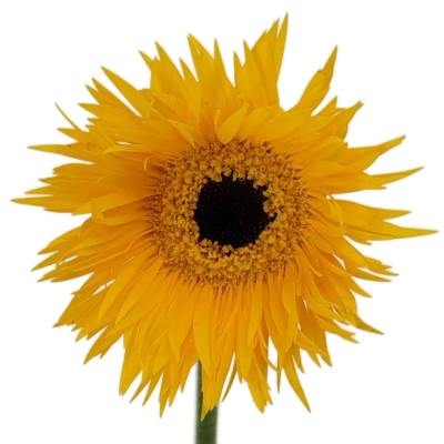 Gerbera mini SPIDER PUNKI ROWE 8 cm