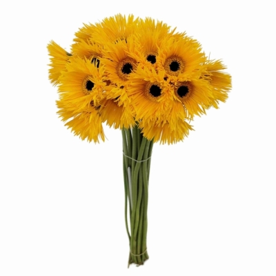 Gerbera mini SPIDER PUNKI ROWE