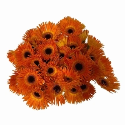 Gerbera mini SPINVORMIGI PUNKI KIKO