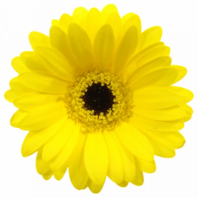 Gerbera mini SUNSHINE (WATER)