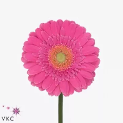 Gerbera mini Sympathy