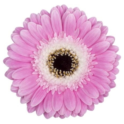 Gerbera mini TAHITI (WATER)