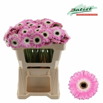 Gerbera mini TAHITI