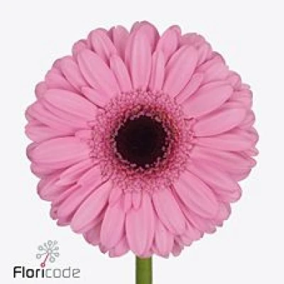 Gerbera mini TALENT (WATER)