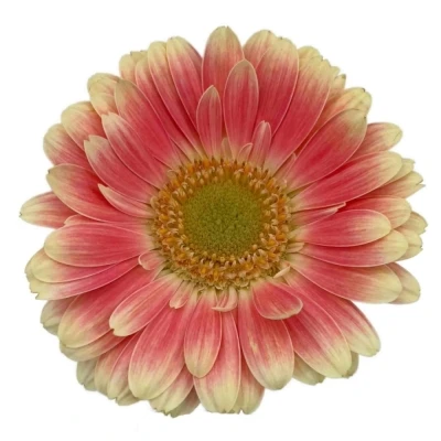 Gerbera mini TOMPOUCE (WATER)