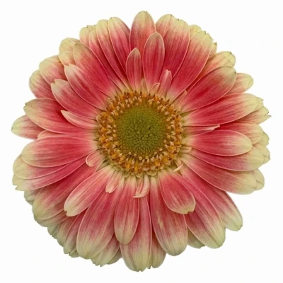 Gerbera mini TOMPOUCE