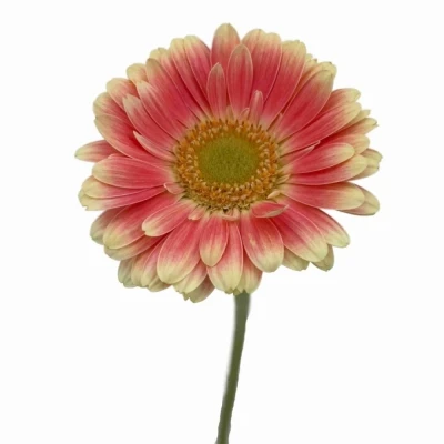 Gerbera mini TOMPOUCE