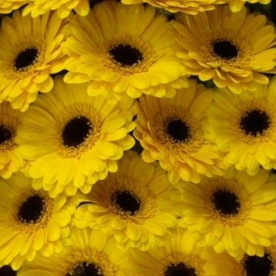 Gerbera mini TWEETY