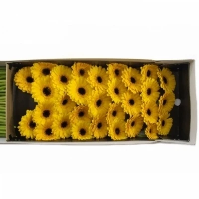 Gerbera mini TWEETY