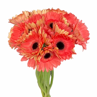 Gerbera mini VIDAL