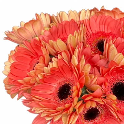 Gerbera mini VIDAL