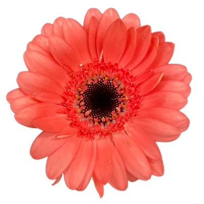 Gerbera mini VIDAL (WATER)