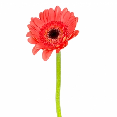 Gerbera mini VIDAL