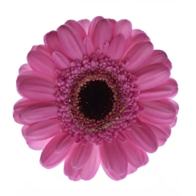 Gerbera mini VIRGIL