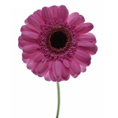 Gerbera mini VIRGIL