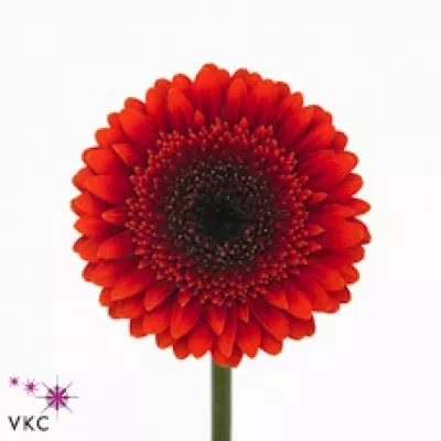 Gerbera mini Voldemortovi
