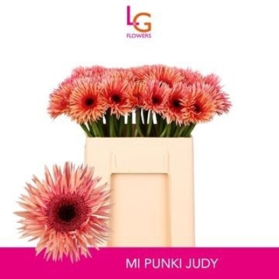 Gerbera mini SPIDER PUNKI JUDI 8 cm