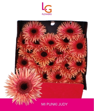 Gerbera SPIDER PUNKI JUDI