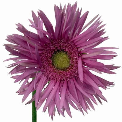 Gerbera SPIDER PUNKI MAY 8 cm