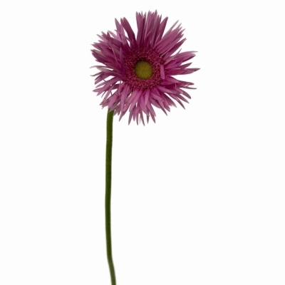 Gerbera SPIDER PUNKI MAY