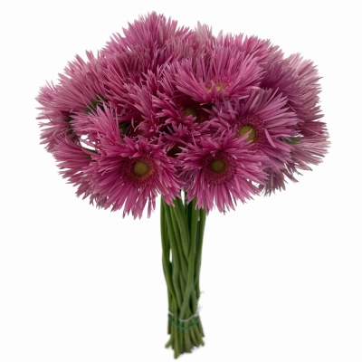 Gerbera SPIDER PUNKI MAY
