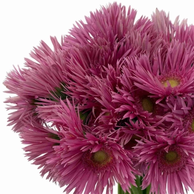 Gerbera SPIDER PUNKI MAY
