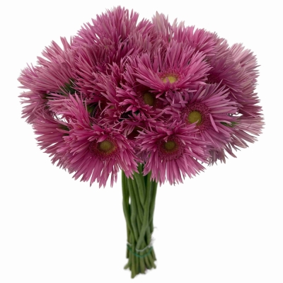 Gerbera SPIDER PUNKI MAY