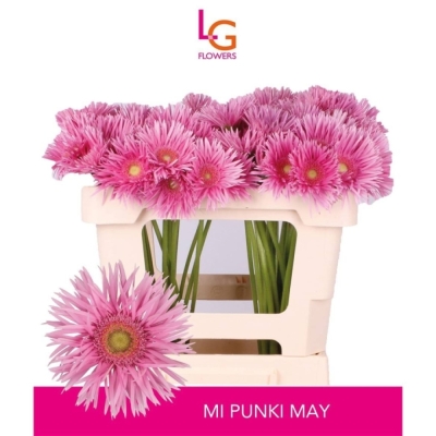 Gerbera SPIDER PUNKI MAY 8 cm