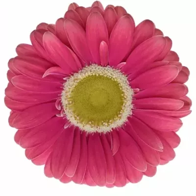 Gerbera UNIQUE 10cm