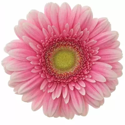 Gerbera GR RENDEZ VOUS 10cm