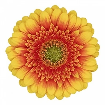 Gerbera mini ARIBA (WATER)