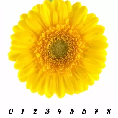 Germino BANANA