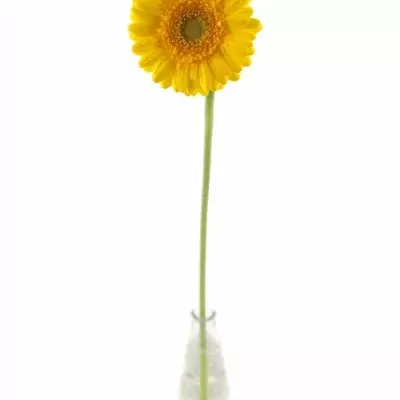 Germino BANANA