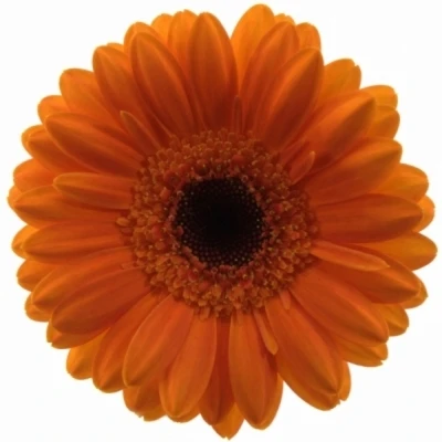 Gerbera mini BISON WATER