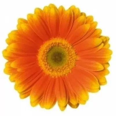 Gerbera mini BLINK