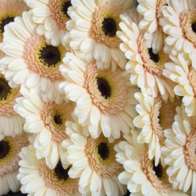 Gerbera mini CAFE (WATER)