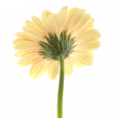 Gerbera mini CAFE (WATER)