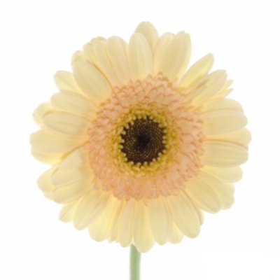 Gerbera mini CAFE (WATER)