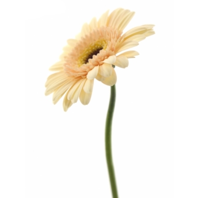 Gerbera mini CAFE (WATER)
