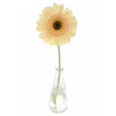 Gerbera mini CAFE (WATER)