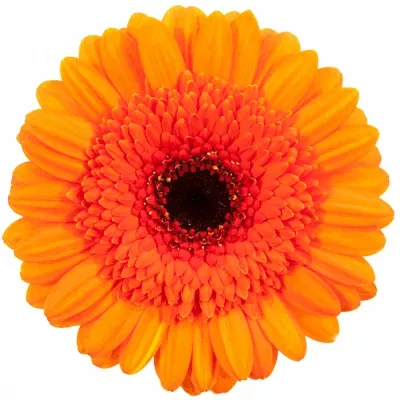 Gerbera mini caramba (WATER)