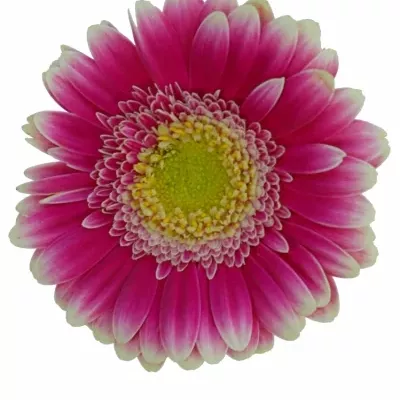 Gerbera mini CASSIS (WATER)