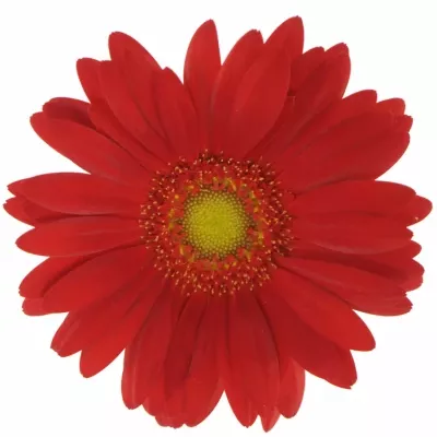 Gerbera mini CHOIZ