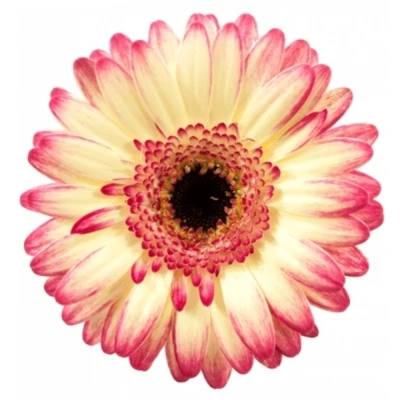 Gerbera mini CURIOSA