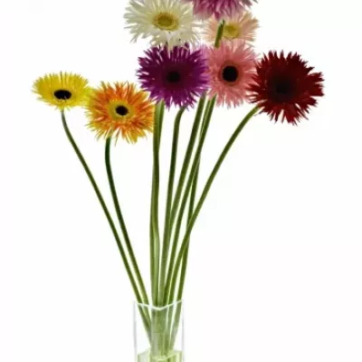 Gerbera mini FIREWORX MIX