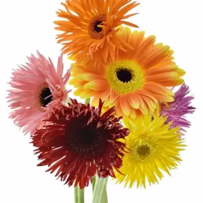 Gerbera mini GERSPIDER MIX 