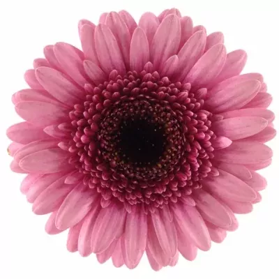 Gerbera mini ISABELLE (WATER)