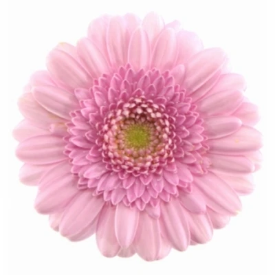 Gerbera mini KIMSEY (WATER)