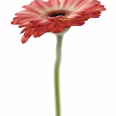 Germino MACY