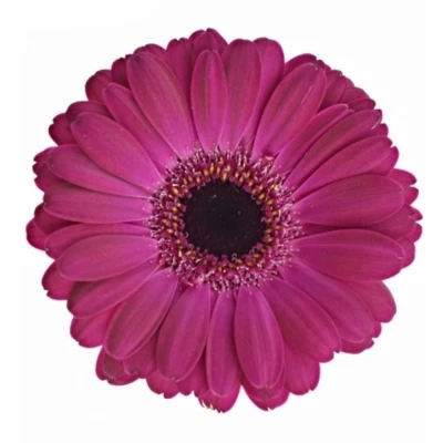Gerbera mini NEON (WATER)